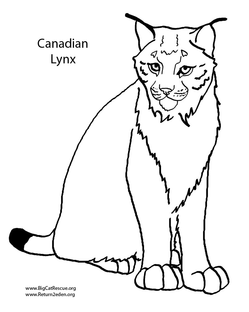 84 Bobcat Coloring Pages Printable 63