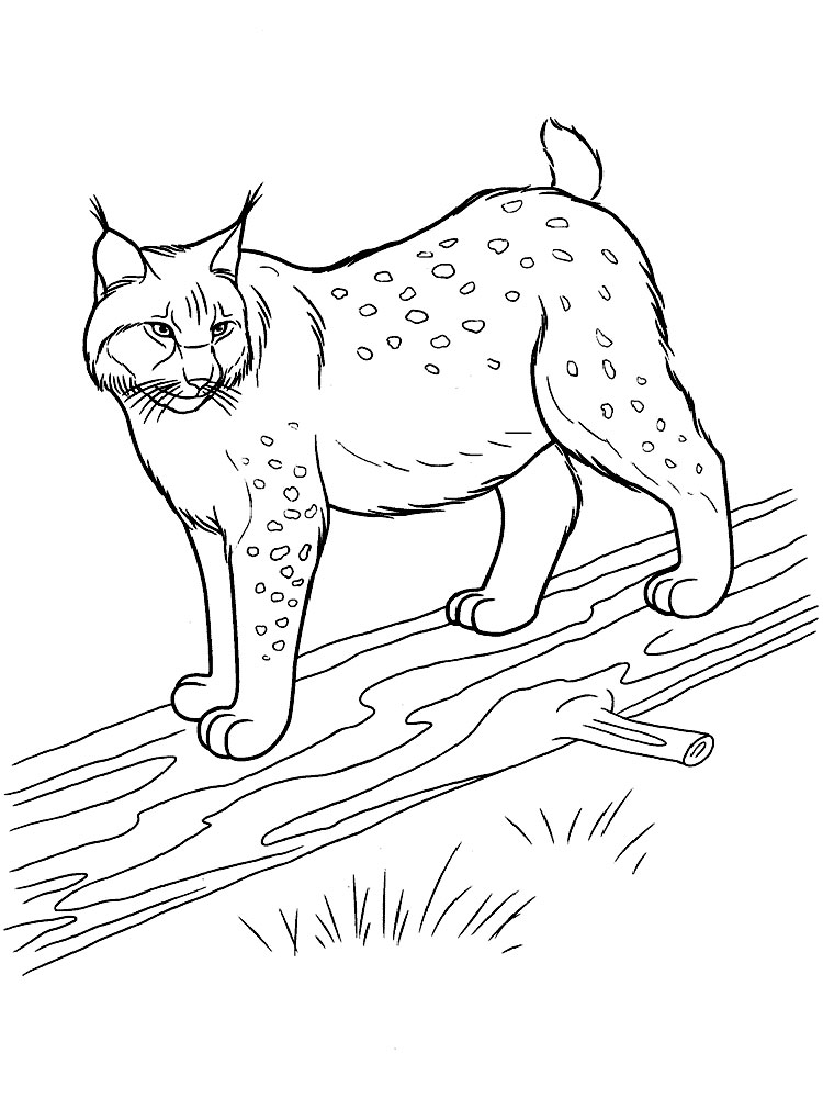 84 Bobcat Coloring Pages Printable 64