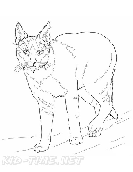 84 Bobcat Coloring Pages Printable 7