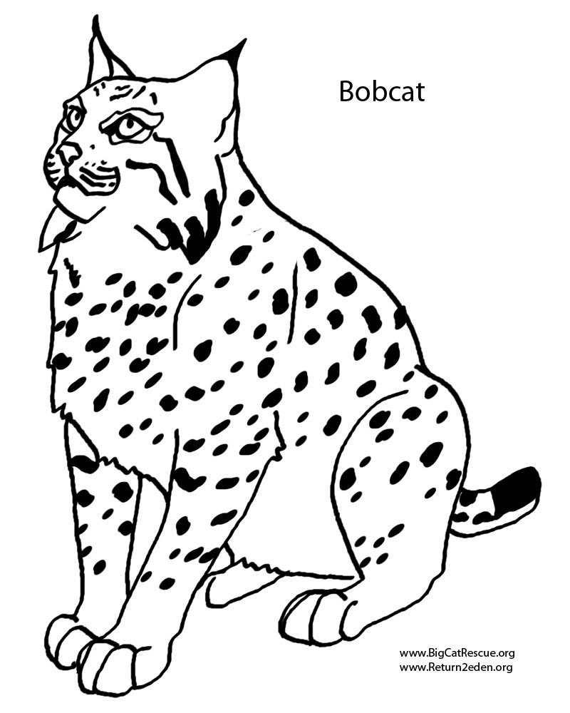 84 Bobcat Coloring Pages Printable 8