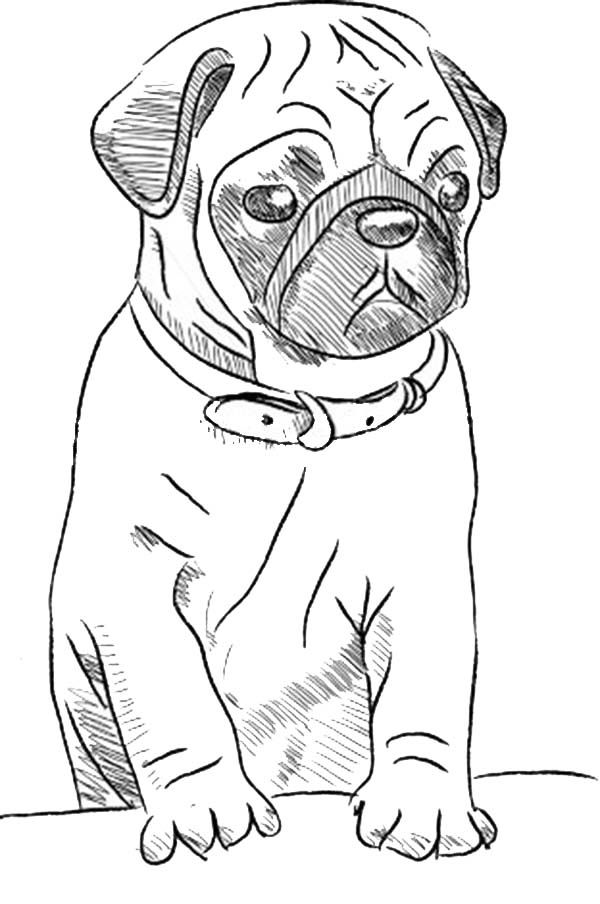 94 Cute Pug Coloring Pages Printable 10