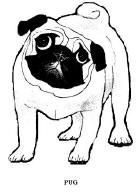 94 Cute Pug Coloring Pages Printable 25