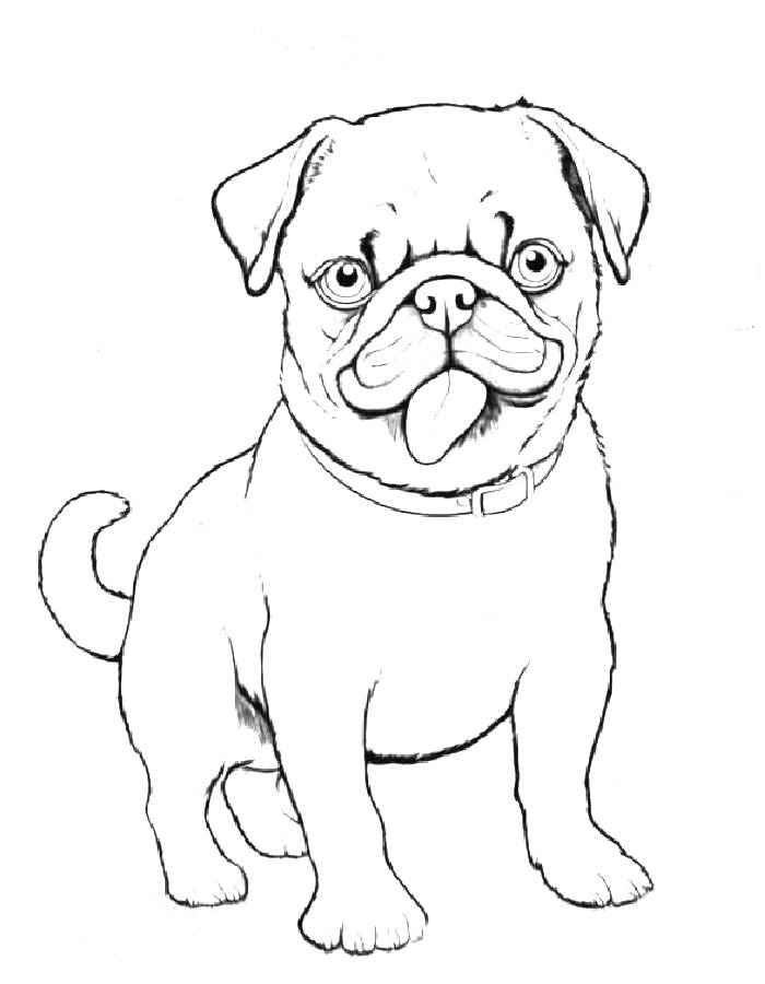 94 Cute Pug Coloring Pages Printable 80