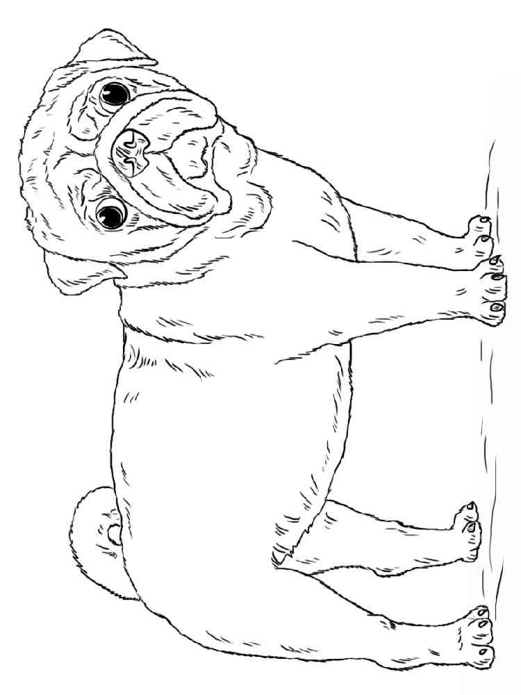 94 Cute Pug Coloring Pages Printable 81