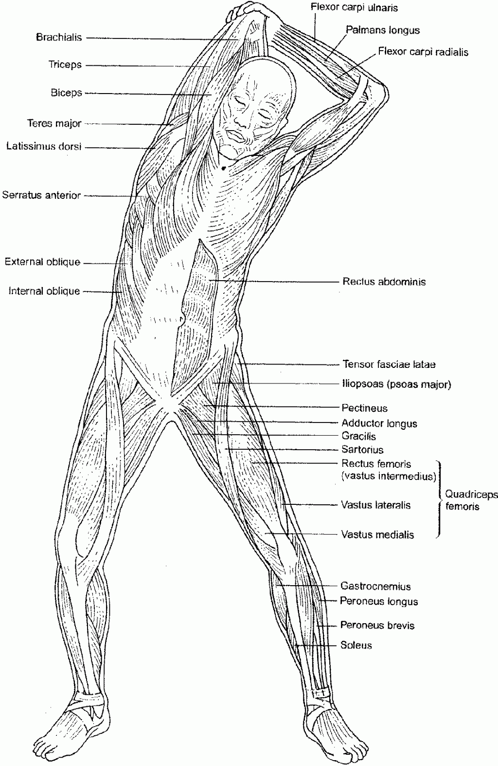 Chiseled Abs Coloring Pages Printable 25