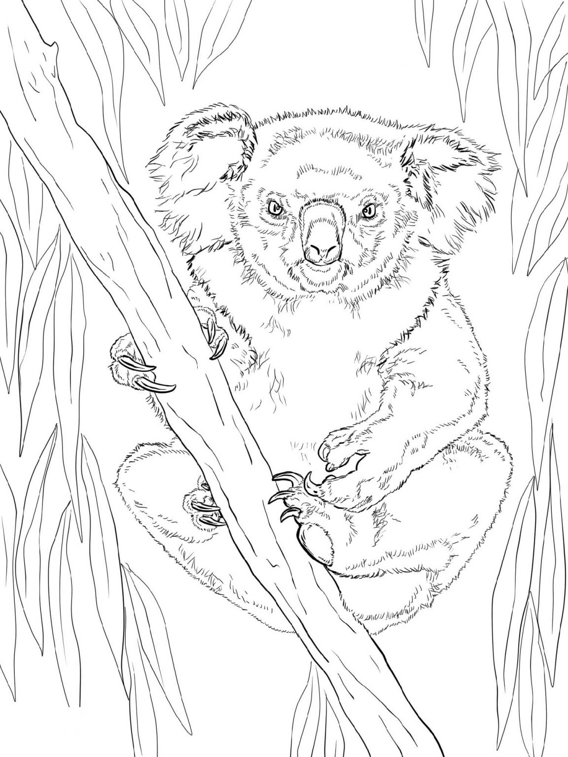 Cuddly Koalas Coloring Pages Printable 10