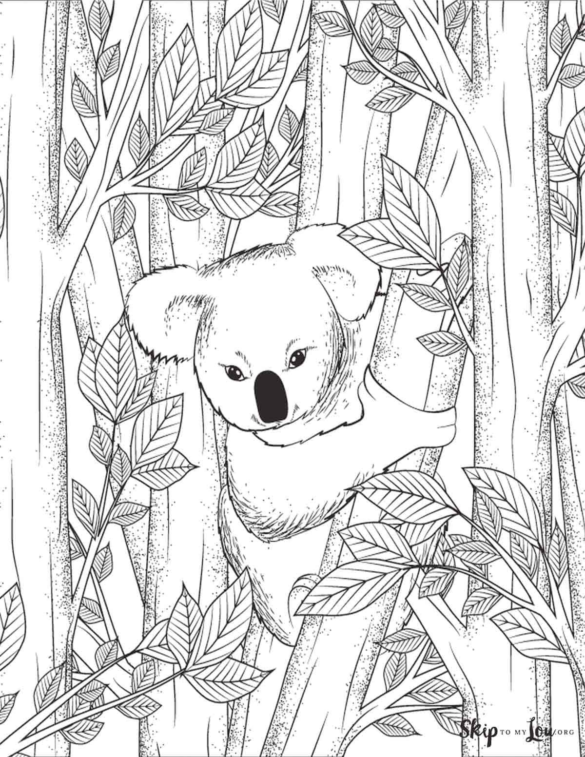 Cuddly Koalas Coloring Pages Printable 11