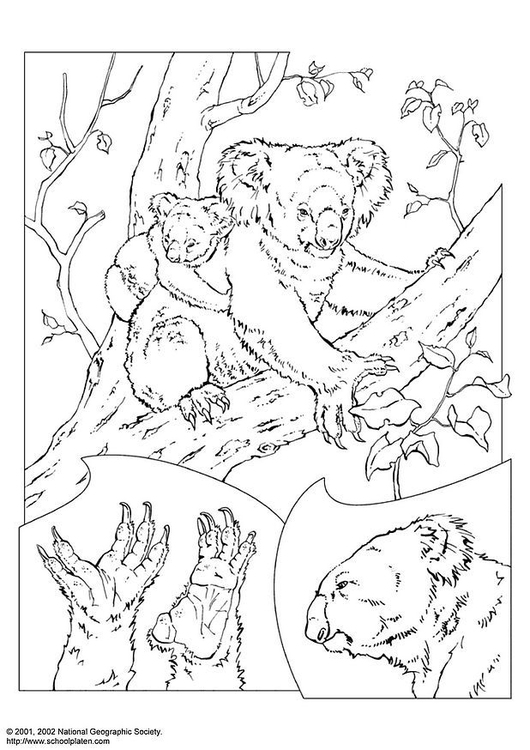 Cuddly Koalas Coloring Pages Printable 23