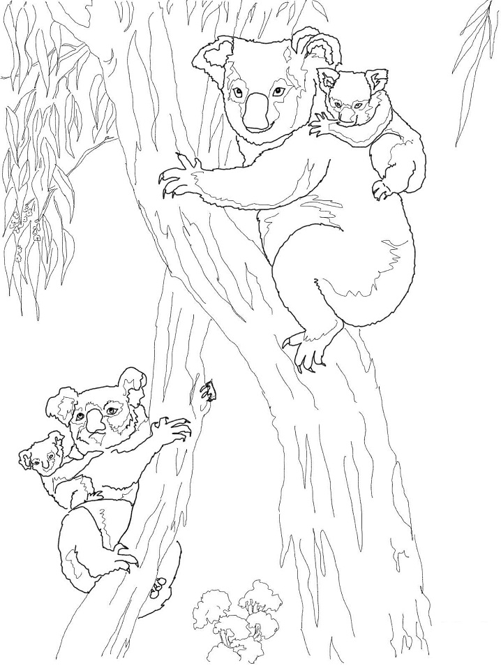 Cuddly Koalas Coloring Pages Printable 35