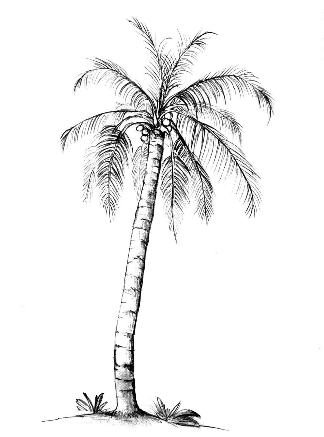 Tropical Palm Tree Coloring Pages Printable 15