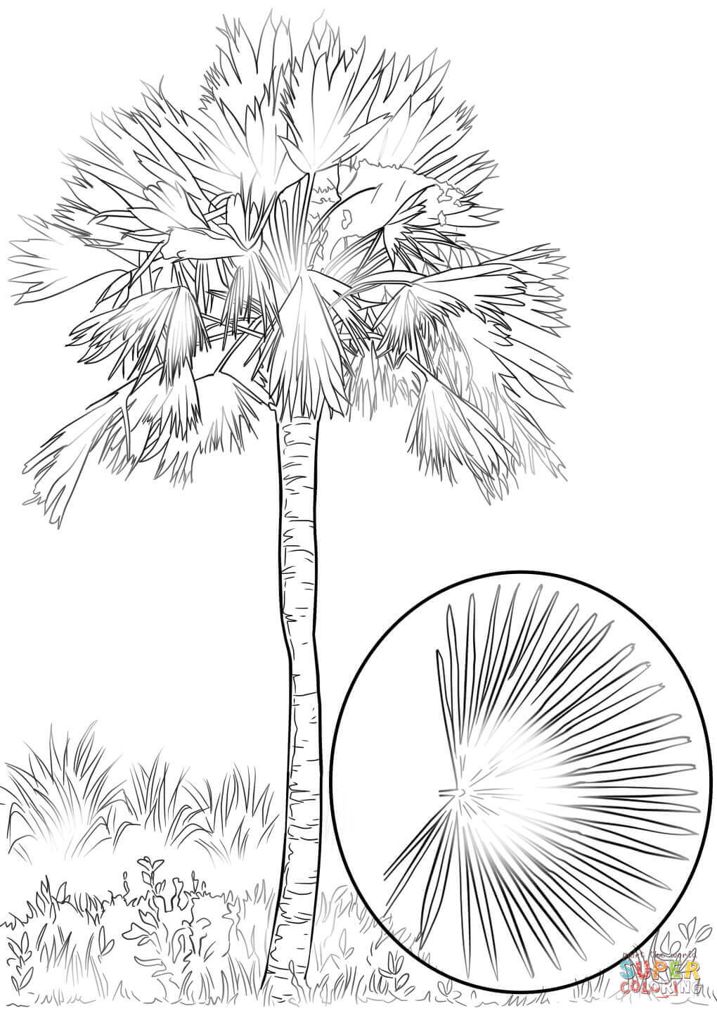 Tropical Palm Tree Coloring Pages Printable 17