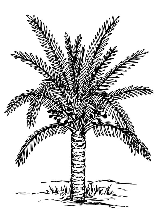 Tropical Palm Tree Coloring Pages Printable 21