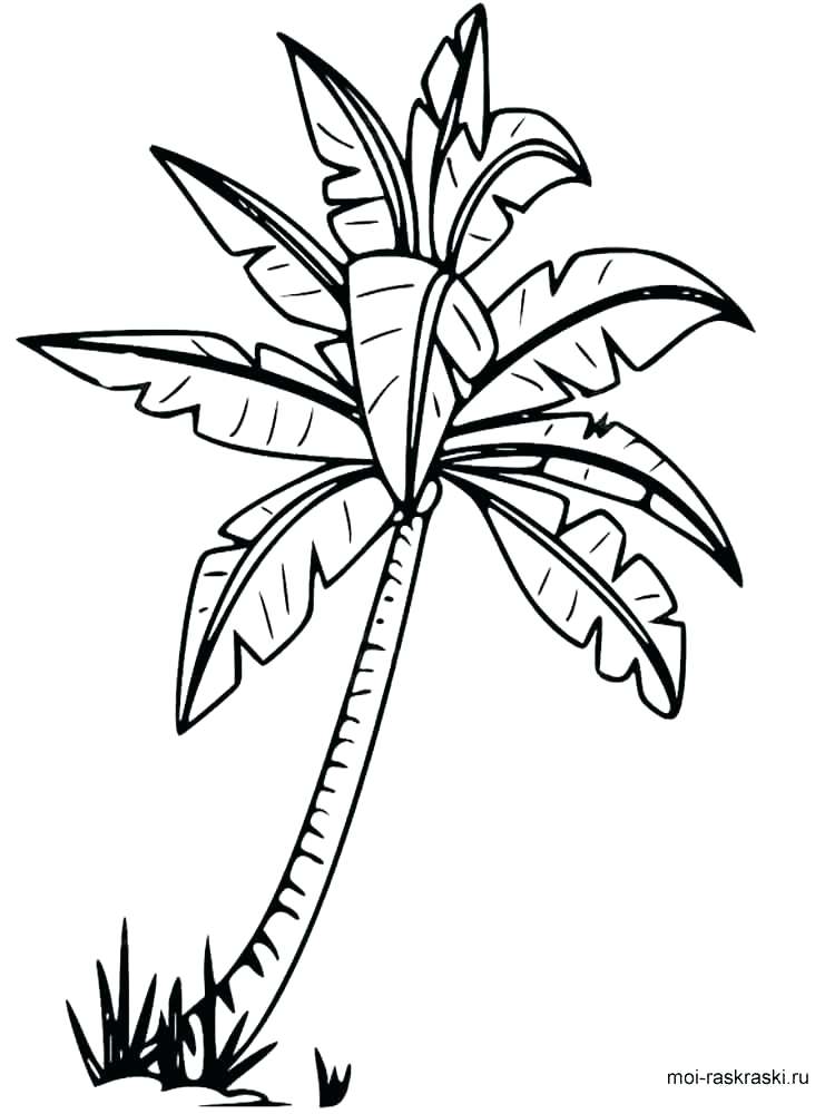 Tropical Palm Tree Coloring Pages Printable 29