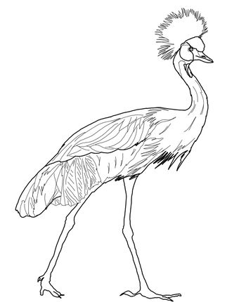 30 Crane Coloring Pages Printable 11