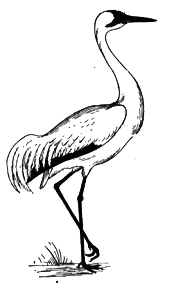 30 Crane Coloring Pages Printable 6