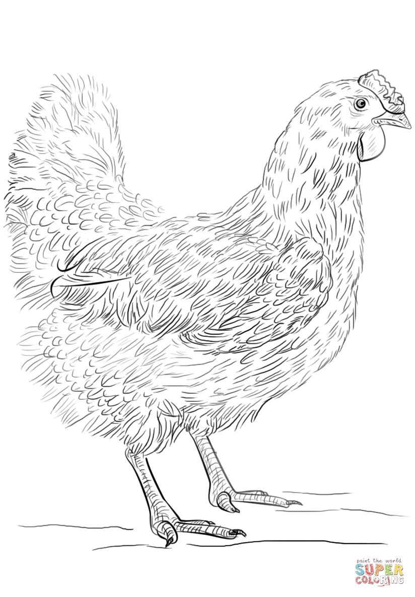 31 Chicken Coloring Pages Printable 33