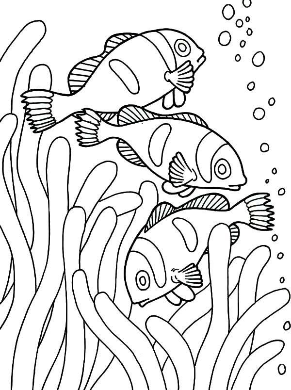 31 Clownfish Coloring Pages Printable 15