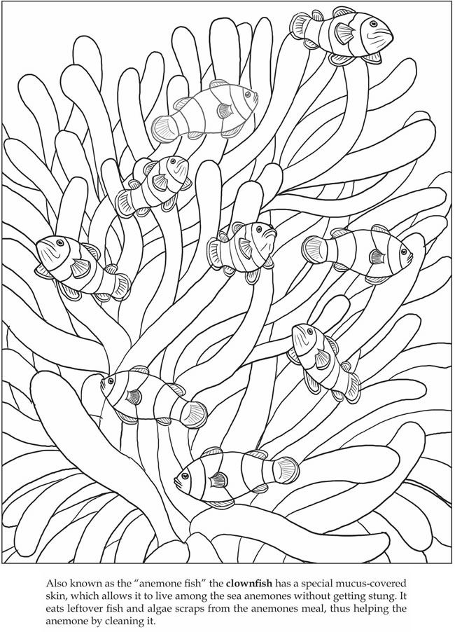 31 Clownfish Coloring Pages Printable 17