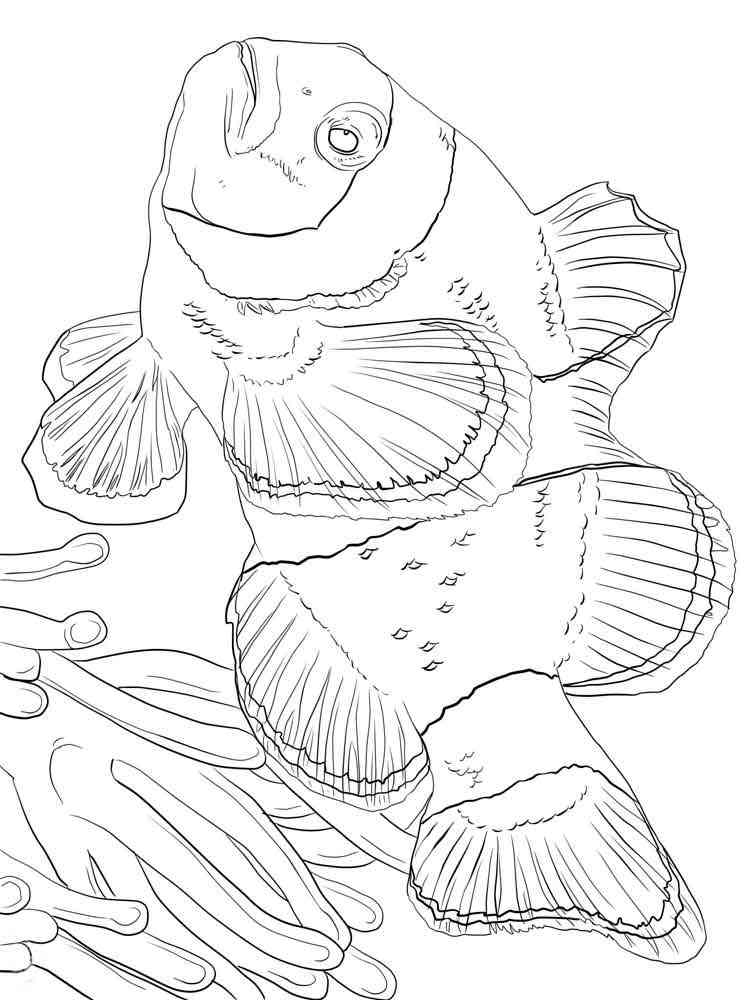 31 Clownfish Coloring Pages Printable 29