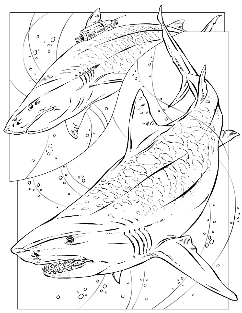 31 Ferocious Tiger Shark Coloring Pages Printable 1