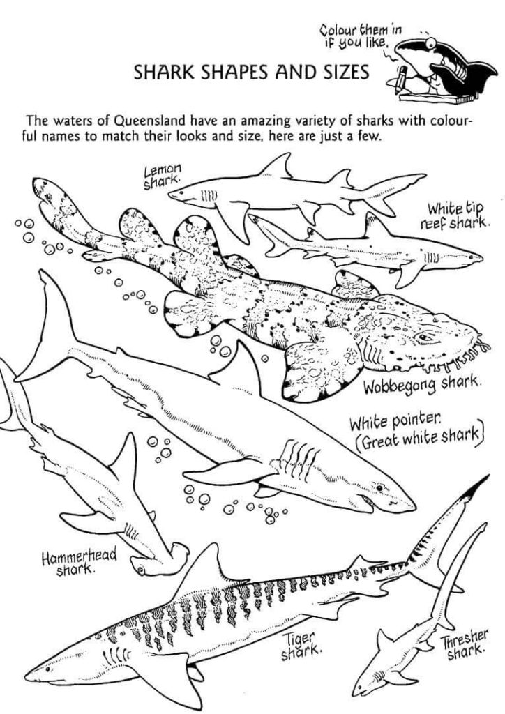 ferocious tiger shark coloring pages printable jpg