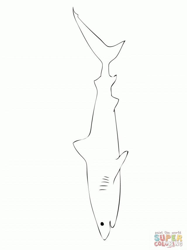 31 Ferocious Tiger Shark Coloring Pages Printable 13