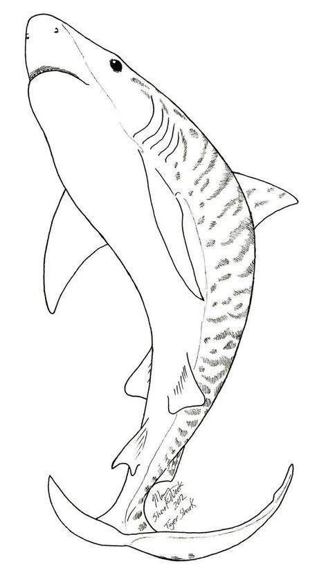 31 Ferocious Tiger Shark Coloring Pages Printable 14