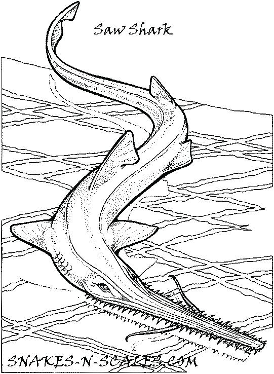 31 Ferocious Tiger Shark Coloring Pages Printable 17