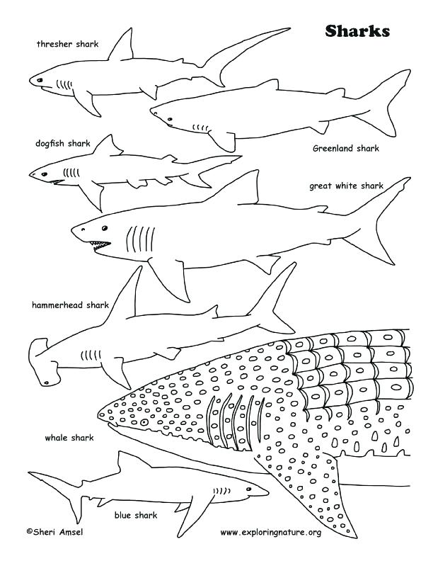 31 Ferocious Tiger Shark Coloring Pages Printable 18