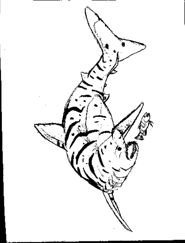 31 Ferocious Tiger Shark Coloring Pages Printable 2