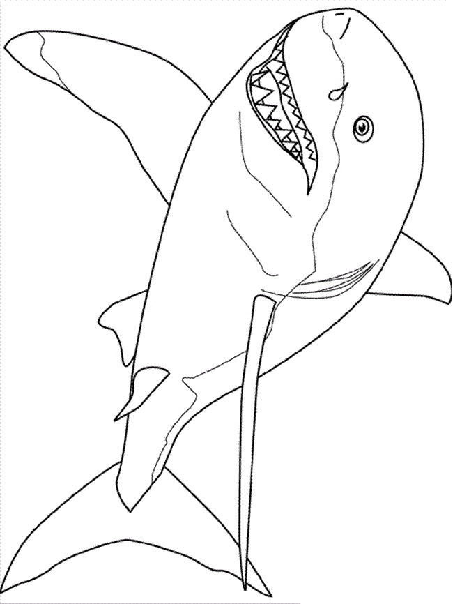 31 Ferocious Tiger Shark Coloring Pages Printable 21