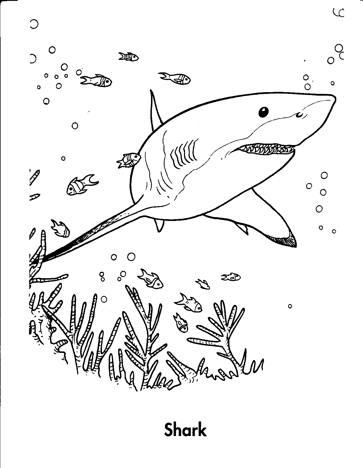 31 Ferocious Tiger Shark Coloring Pages Printable 24