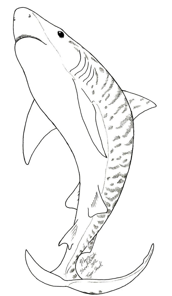 31 Ferocious Tiger Shark Coloring Pages Printable 25