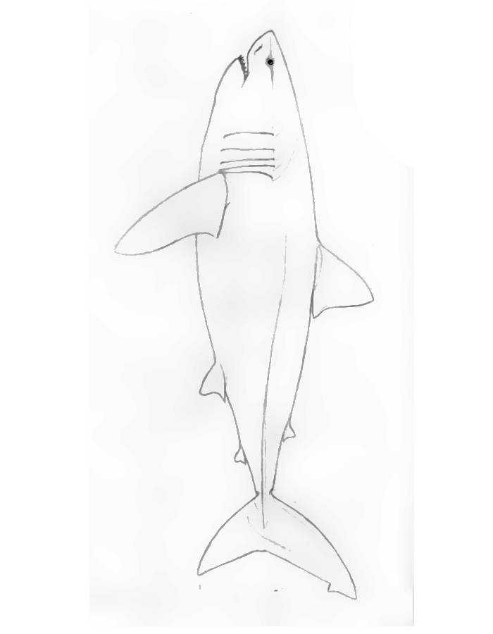 31 Ferocious Tiger Shark Coloring Pages Printable 26