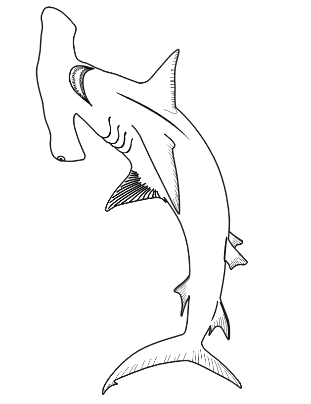 31 Ferocious Tiger Shark Coloring Pages Printable 28