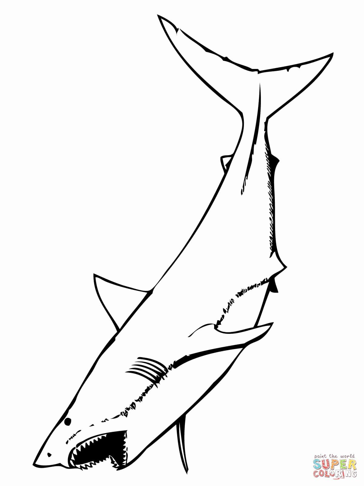 ferocious tiger shark coloring pages printable jpg