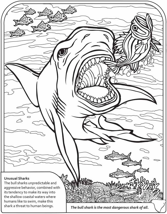 31 Ferocious Tiger Shark Coloring Pages Printable 8