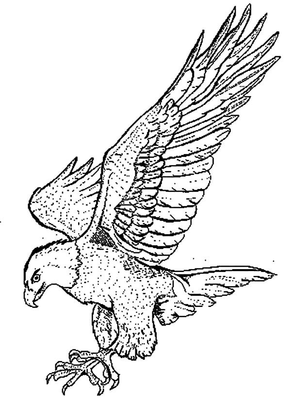 31 Sharp Falcons Coloring Pages Printable 1