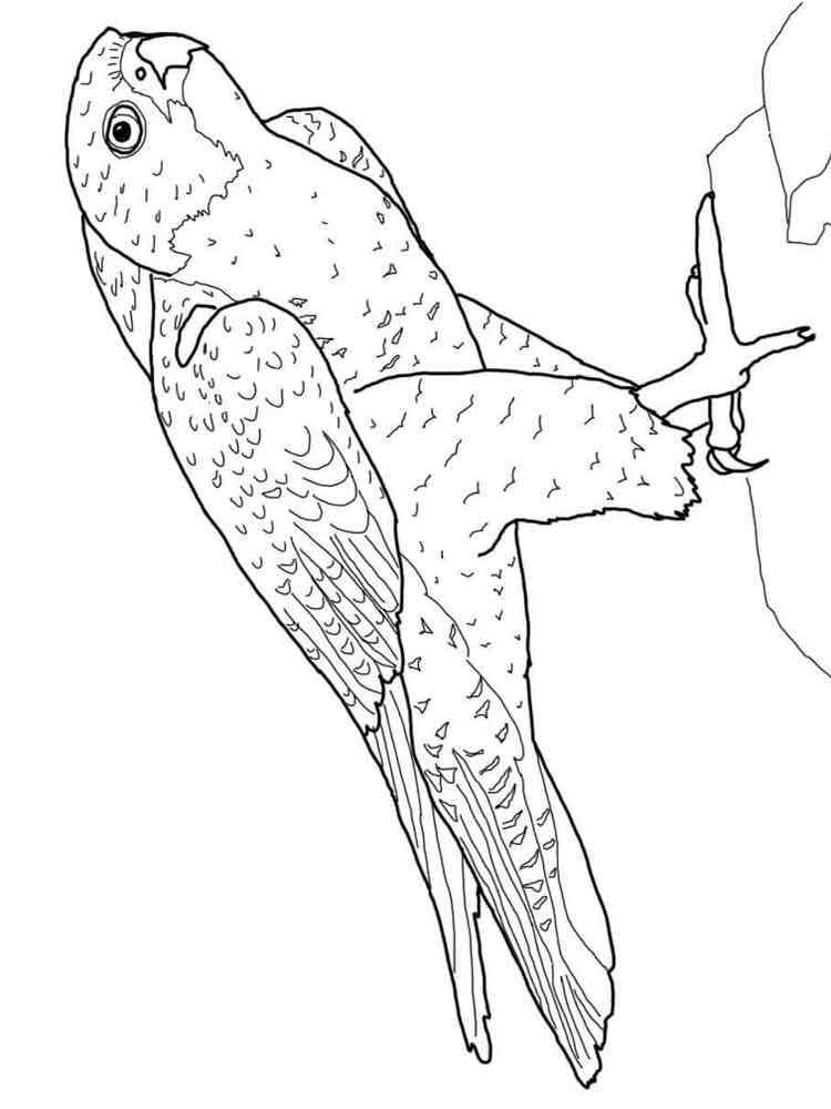 31 Sharp Falcons Coloring Pages Printable 12