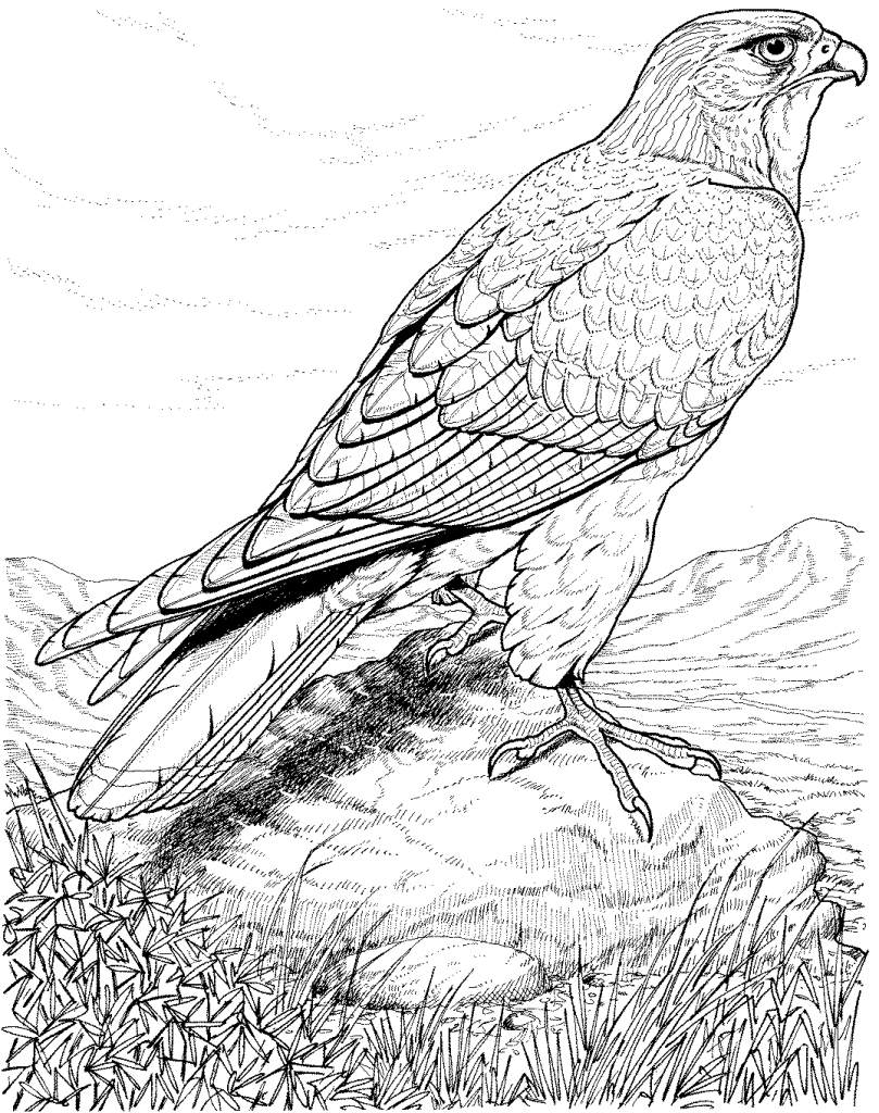 31 Sharp Falcons Coloring Pages Printable 13