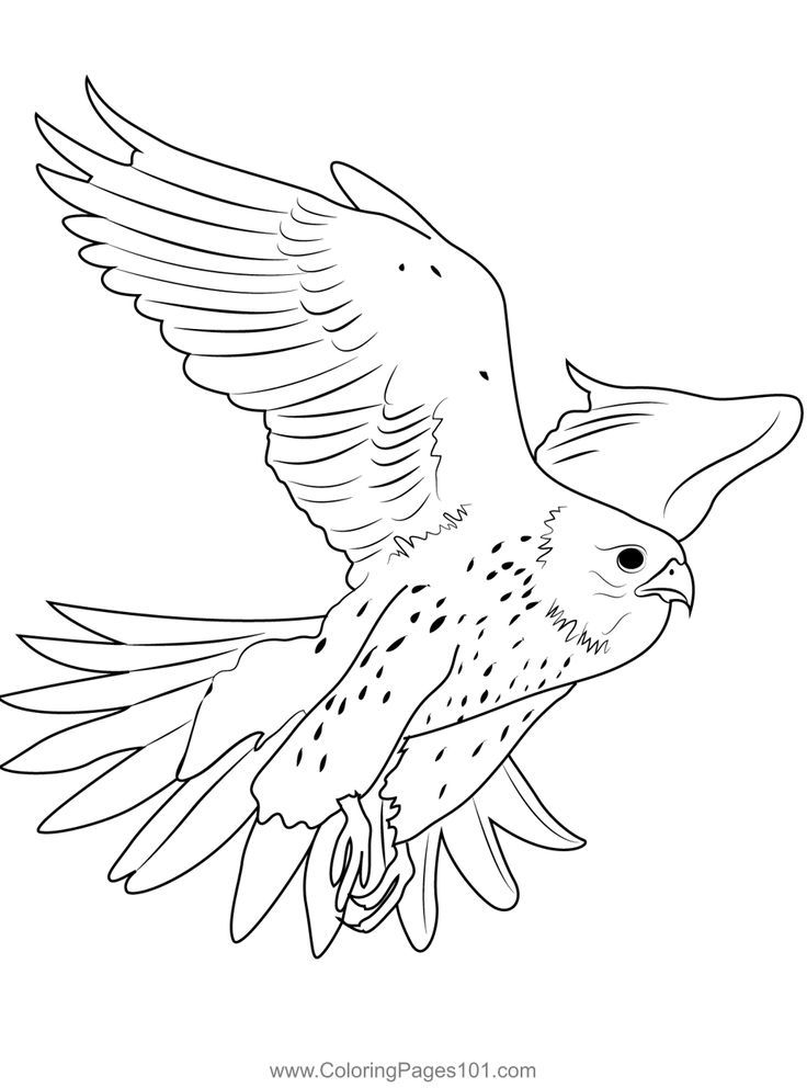 31 Sharp Falcons Coloring Pages Printable 14