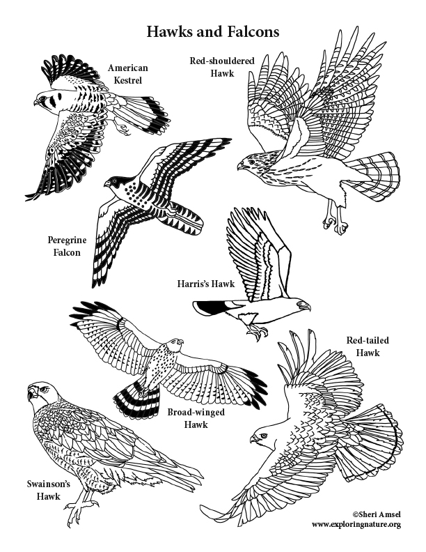 31 Sharp Falcons Coloring Pages Printable 15