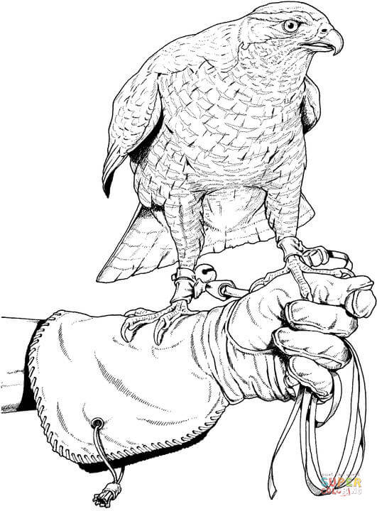 31 Sharp Falcons Coloring Pages Printable 19