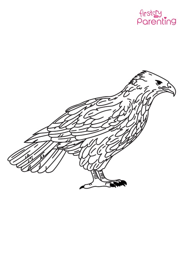 31 Sharp Falcons Coloring Pages Printable 2