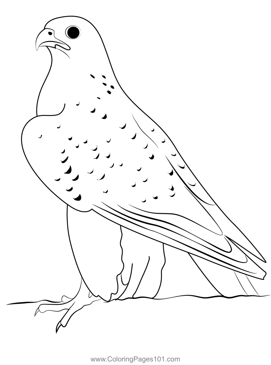 sharp falcons coloring pages printable jpg