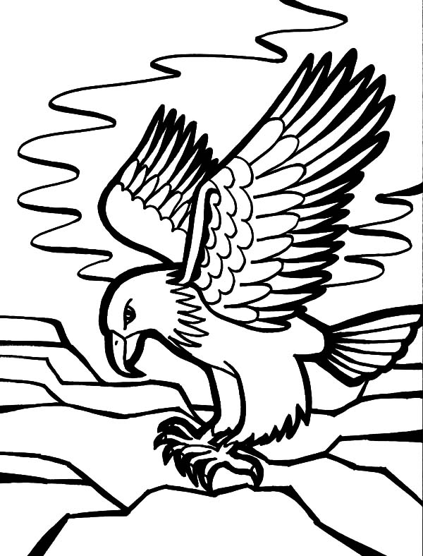 31 Sharp Falcons Coloring Pages Printable 25