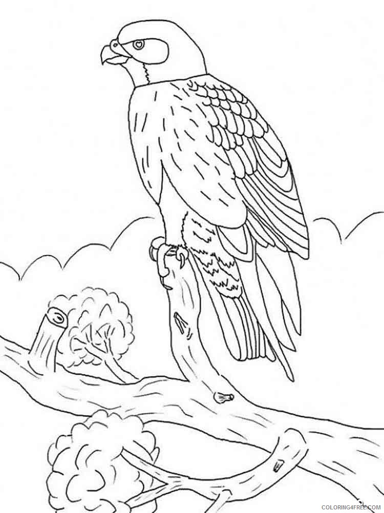 31 Sharp Falcons Coloring Pages Printable 26