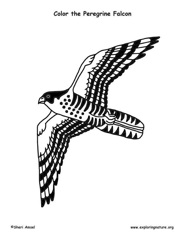 31 Sharp Falcons Coloring Pages Printable 28