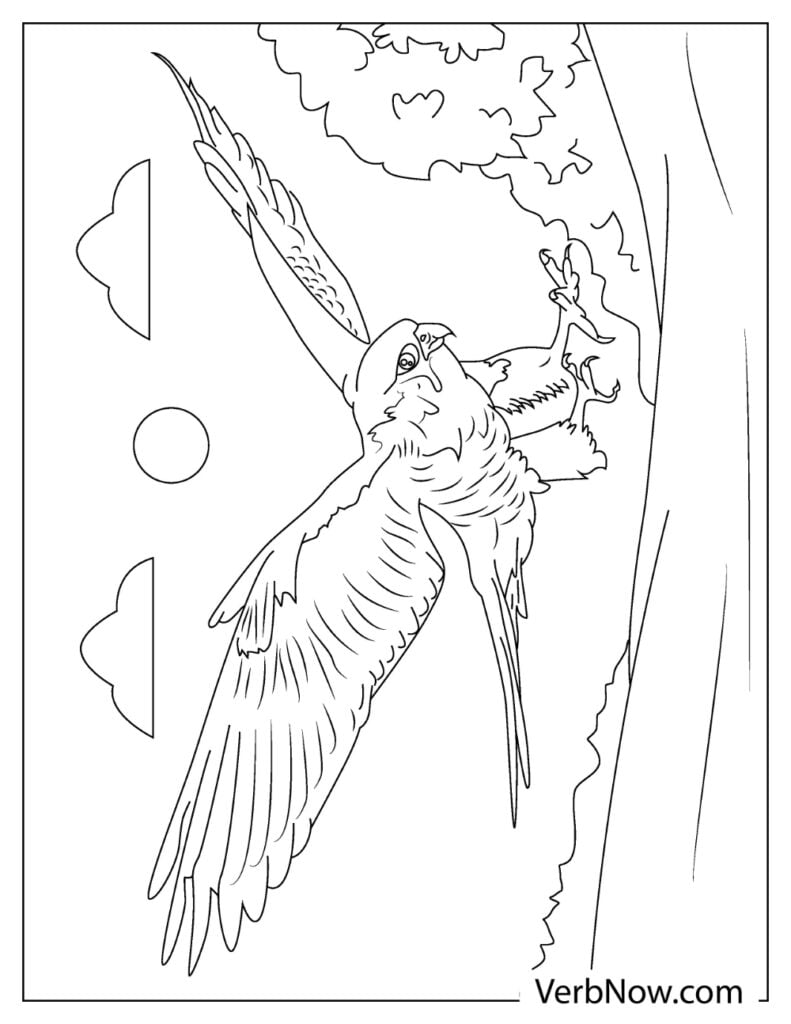 31 Sharp Falcons Coloring Pages Printable 29