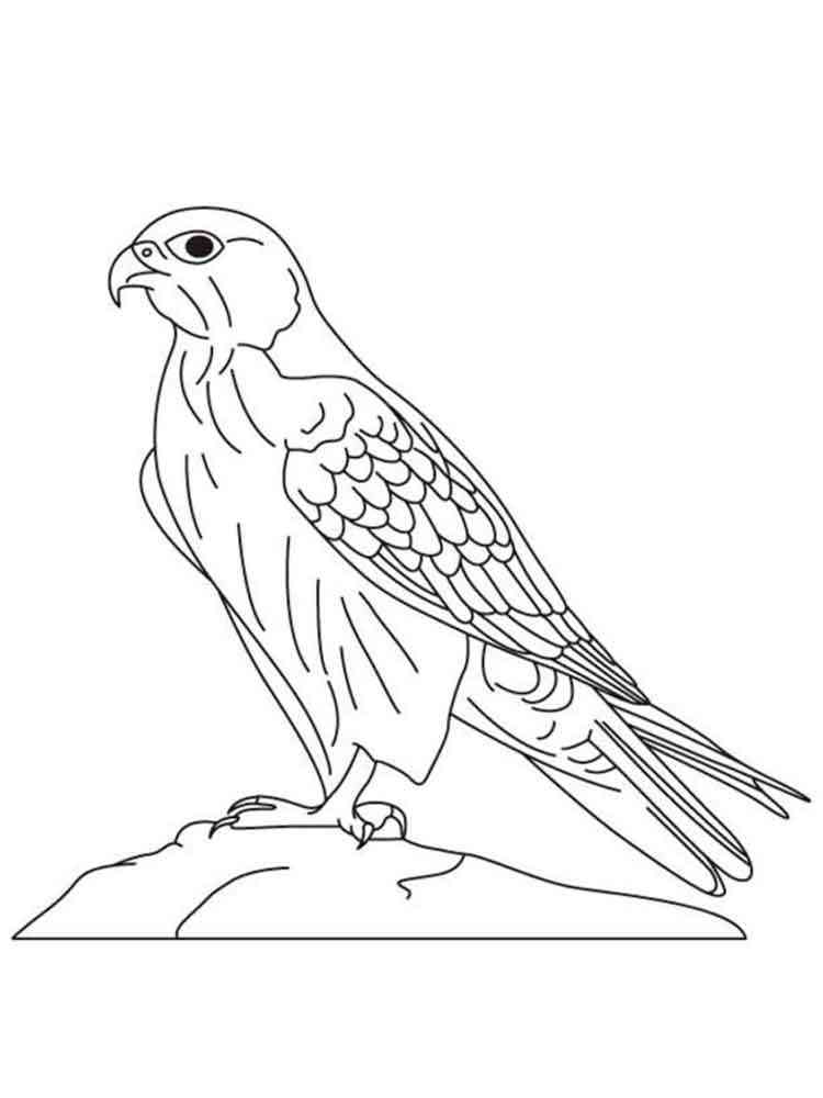 31 Sharp Falcons Coloring Pages Printable 3